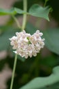 Chinese Dregea Dregea sinensis, panicle of pinkish-white flowers Royalty Free Stock Photo